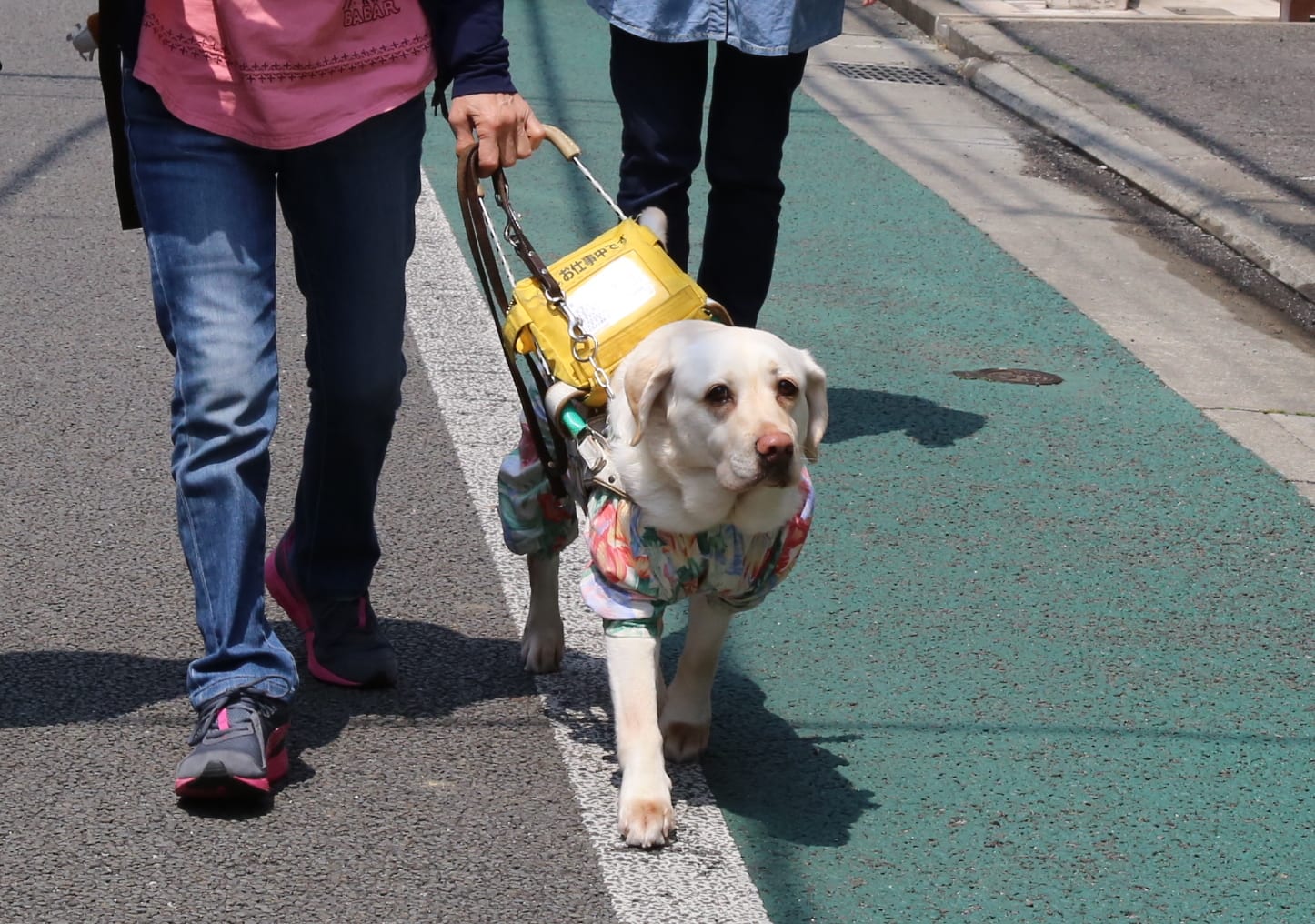 盲導犬への道（訓練） 盲導犬について 徳島の盲導犬を育てる会